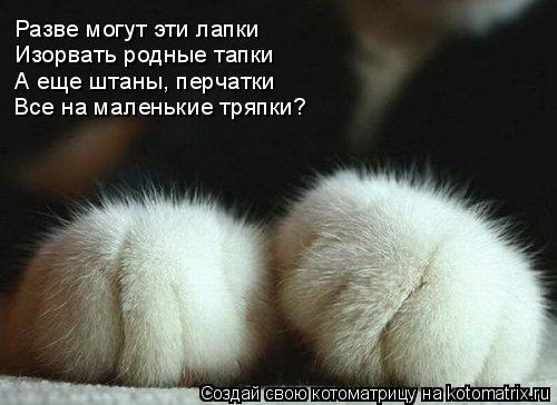 Котоматрица: Разве могут эти лапки Изорвать родные тапки А еще штаны, перчатки Все на маленькие тряпки?
