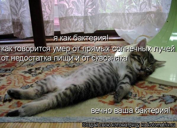 Котоматрица: я как бактерия! как говорится умер от прямых солнечных лучей от недостатка пищи и от сквозняка вечно ваша бактерия!