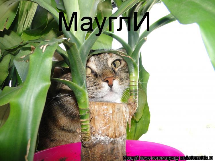 МауглИ... Котоматрица: МауглИ