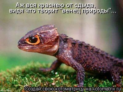 Котоматрица: Аж вся краснею от сдыда,  видя что творит "венец природы"...