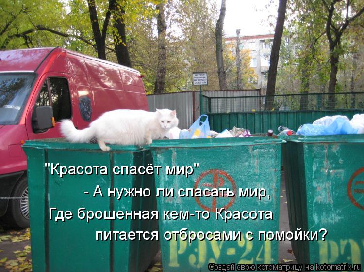 Котоматрица: "Красота спасёт мир" - А нужно ли спасать мир, Где брошенная кем-то Красота  питается отбросами с помойки?