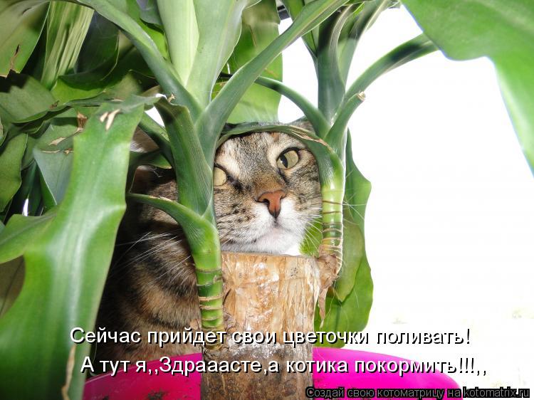 Котоматрица: Сейчас прийдет свои цветочки поливать! А тут я,,Здрааасте,а котика покормить!!!,,