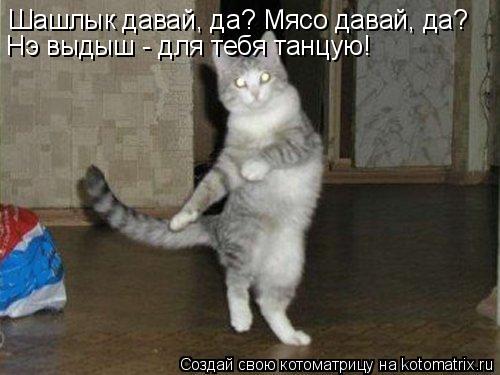Котоматрица: Шашлык давай, да? Мясо давай, да? Нэ выдыш - для тебя танцую!