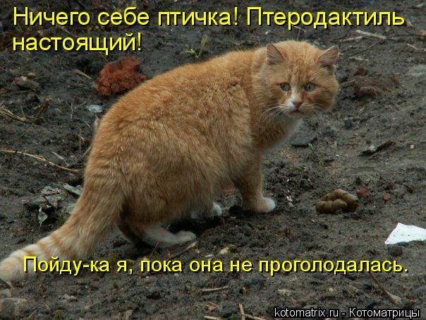Котоматрица: Ничего себе птичка! Птеродактиль  настоящий! Пойду-ка я, пока она не проголодалась.
