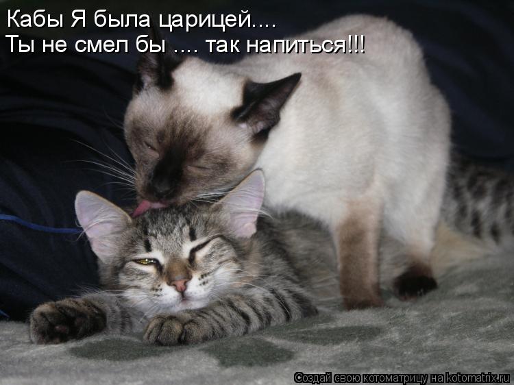 Котоматрица: Кабы Я была царицей.... Ты не смел бы .... так напиться!!!