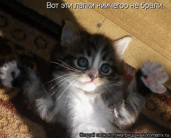 Котоматрица: Вот эти лапки ниичегоо не брали.