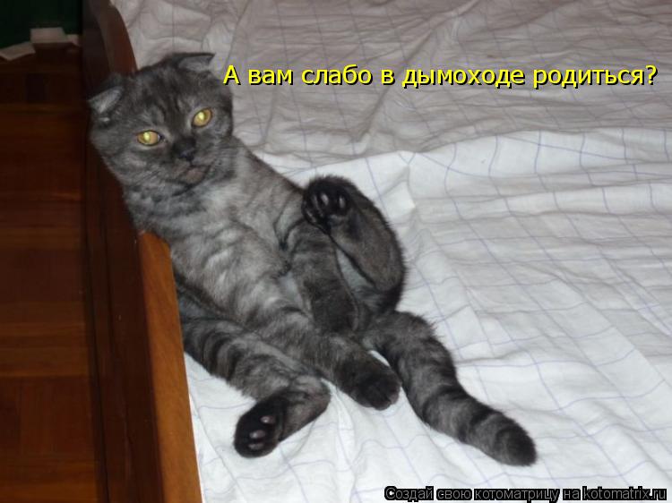 Котоматрица: А вам слабо в дымоходе родиться?