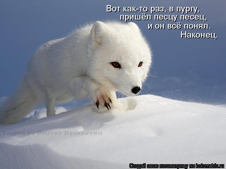 Котоматрица: Вот как-то раз, в пургу, пришёл песцу песец, Наконец. и он всё понял.