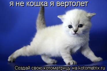 я не кошка я вертолет... Котоматрица: я не кошка я вертолет