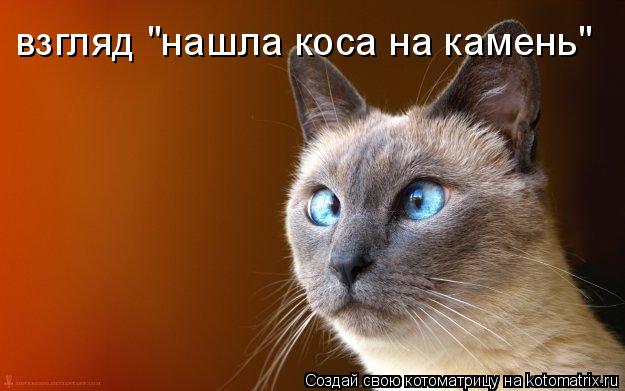 взгляд "нашла коса на камень"... Котоматрица: взгляд "нашла коса на камень"