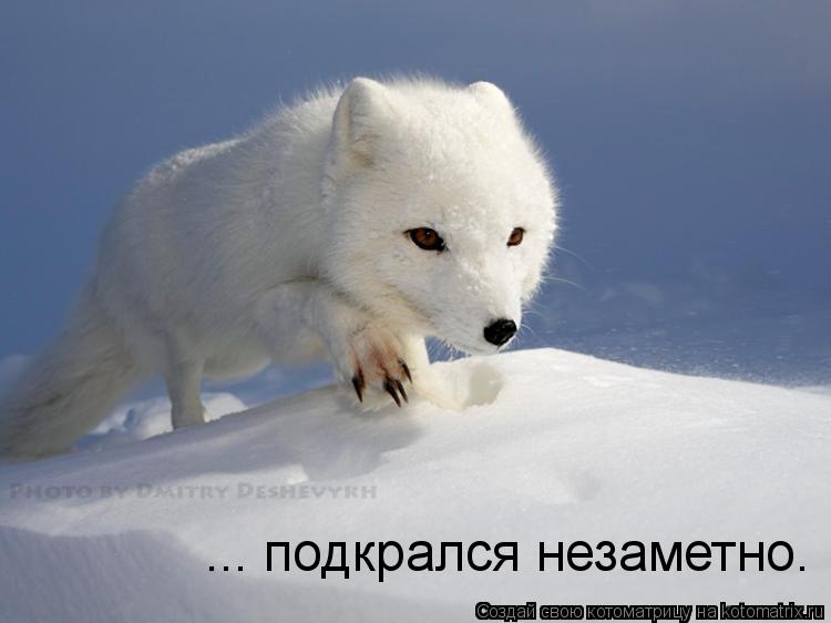 ... подкрался незаметно.... Котоматрица: ... подкрался незаметно.