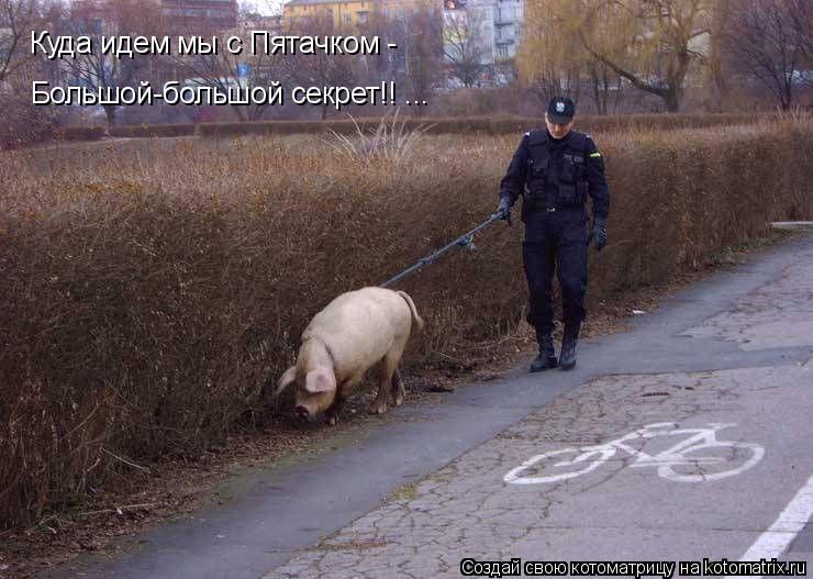Большой-большой секрет!! ... Куда идем мы с Пятачком -... Котоматрица: Большой-большой секрет!! ... Куда идем мы с Пятачком -