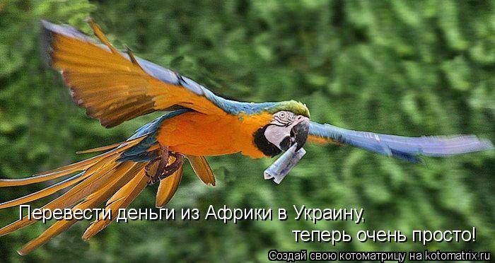 Котоматрица: Перевести деньги из Африки в Украину,  теперь очень просто!