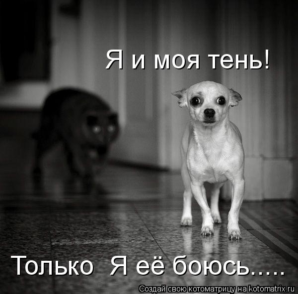 Я и моя тень! Только Я её боюсь........ Котоматрица: Я и моя тень! Только Я её боюсь.....