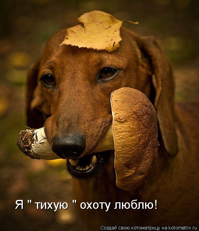 Я " тихую " охоту люблю!... Котоматрица: Я " тихую " охоту люблю!