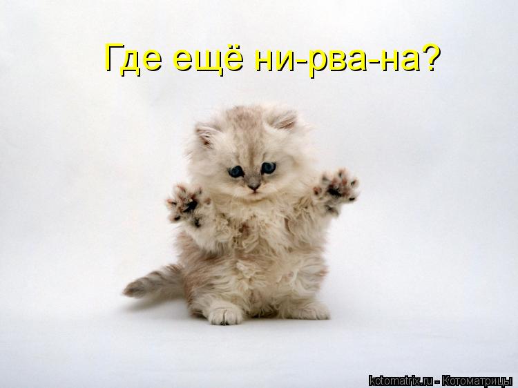 Котоматрица: Где ещё ни-рва-на?