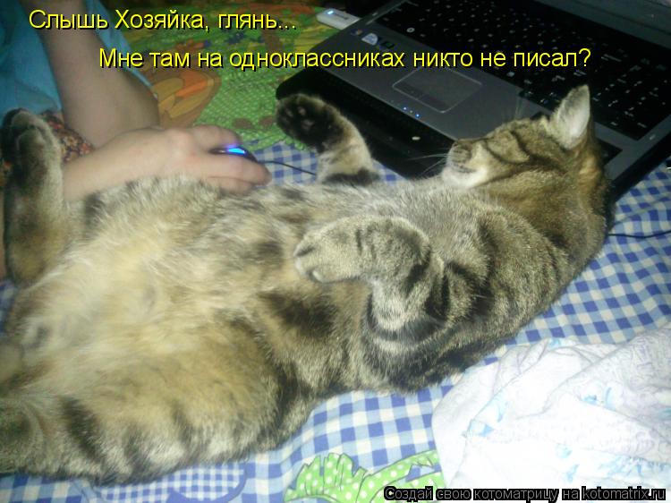 Котоматрица: Слышь Хозяйка, глянь... Мне там на одноклассниках никто не писал?
