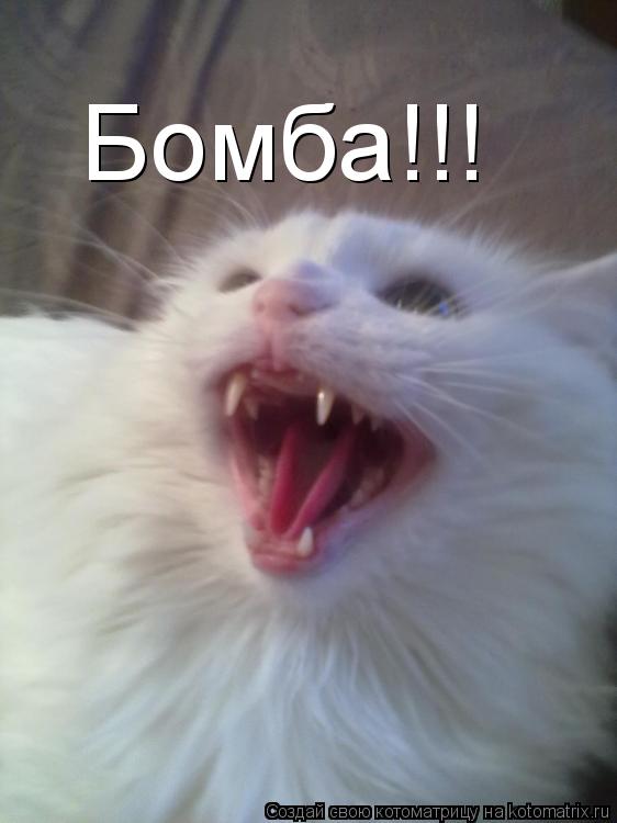 Бомба!!!... Котоматрица: Бомба!!!