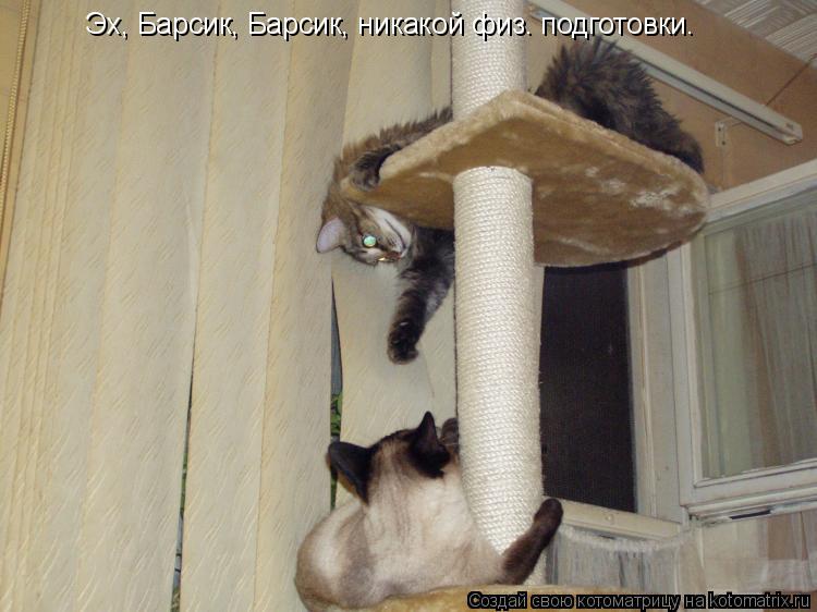 Котоматрица: Эх, Барсик, Барсик, никакой физ. подготовки.