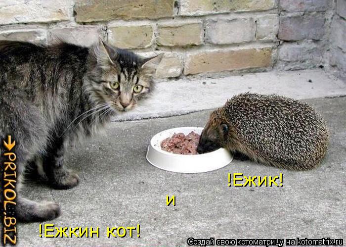 !Ежик! !Ежкин кот! и... Котоматрица: !Ежик! !Ежкин кот! и