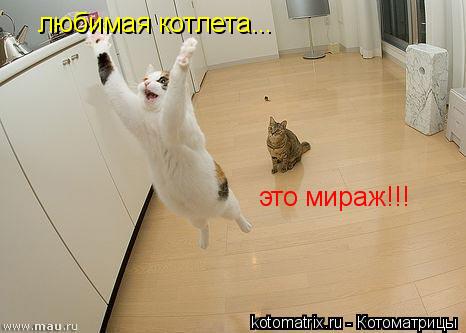 любимая котлета... это мираж!!!... Котоматрица: любимая котлета... это мираж!!!