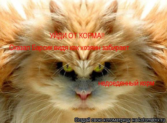 УЙДИ ОТ КОРМА!! Сказал Барсик видя как хозяин забирает недоеденный корм... Котоматрица: УЙДИ ОТ КОРМА!! Сказал Барсик видя как хозяин забирает недоеденный корм