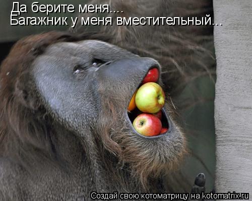 Да берите меня.... Багажник у меня вместительный...... Котоматрица: Да берите меня.... Багажник у меня вместительный...