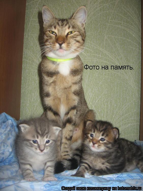 Фото на память.... Котоматрица: Фото на память.