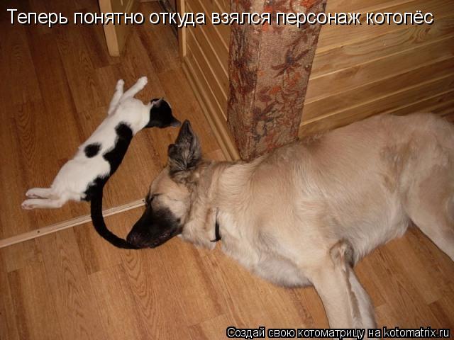 Теперь понятно откуда взялся персонаж котопёс... Котоматрица: Теперь понятно откуда взялся персонаж котопёс