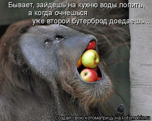 Бывает, зайдешь на кухню воды попить, а когда очнешься уже второй бутерброд доедаешь...... Котоматрица: Бывает, зайдешь на кухню воды попить, а когда очнешься уже второй бутерброд доедаешь...