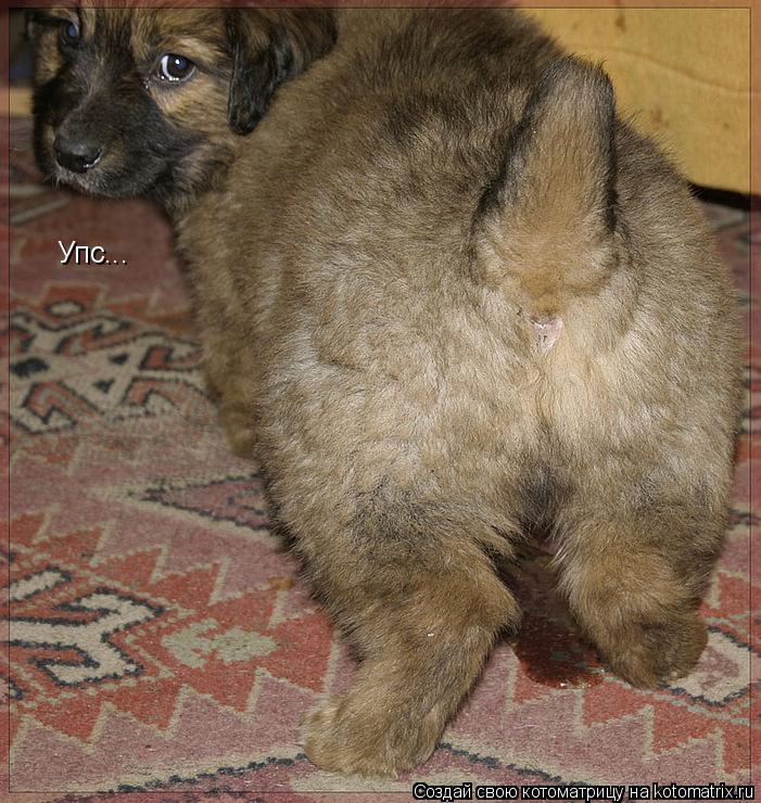 Котоматрица: Упс...
