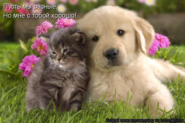 Котоматрица: Пусть мы разные, Но мне с тобой хорошо!