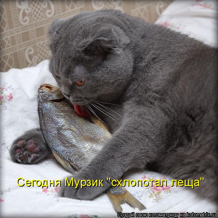 Котоматрица: Сегодня Мурзик "схлопотал леща"