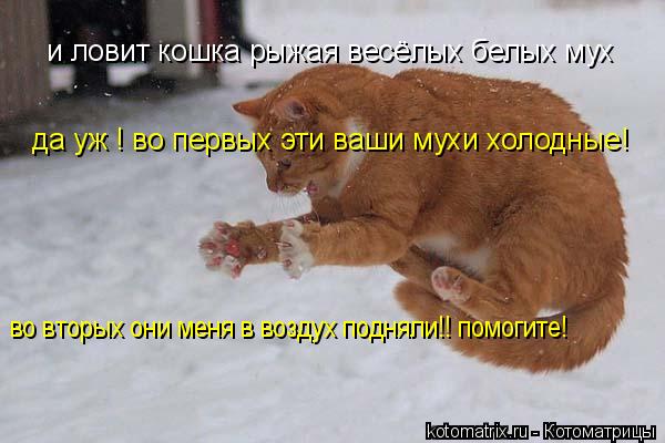 и ловит кошка рыжая весёлых белых мух да уж ! во первых эти ваши мухи холодные! во вторых они меня в ... Котоматрица: и ловит кошка рыжая весёлых белых мух да уж ! во первых эти ваши мухи холодные! во вторых они меня в воздух подняли!! помогите!