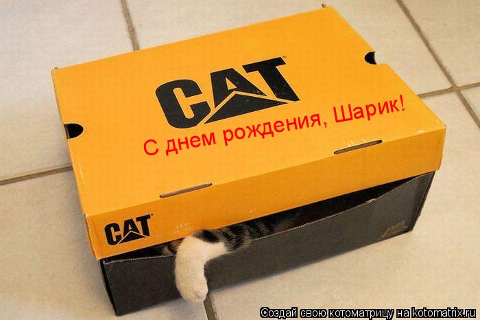 Котоматрица: С днем рождения, Шарик!