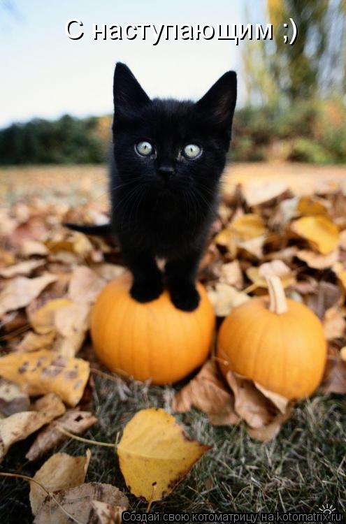 Котоматрица: С наступающим ;)