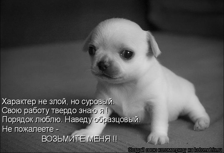 Котоматрица: Характер не злой, но суровый. Свою работу твердо знаю я ! Порядок люблю. Наведу образцовый. Не пожалеете -  ВОЗЬМИТЕ МЕНЯ !!