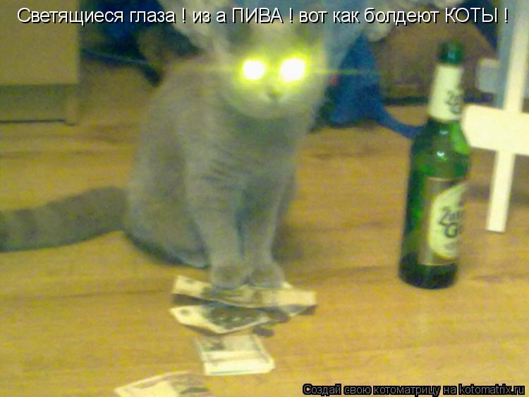 Светящиеся глаза ! из а ПИВА ! вот как болдеют КОТЫ !... Котоматрица: Светящиеся глаза ! из а ПИВА ! вот как болдеют КОТЫ !