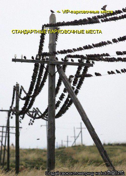 Котоматрица: СТАНДАРТНЫЕ ПАРКОВОЧНЫЕ МЕСТА <- VIP-парковочные места