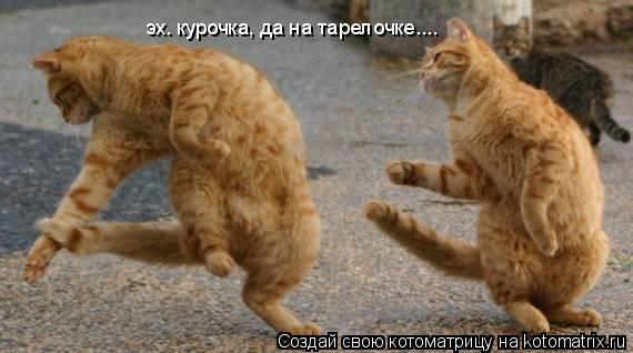 Котоматрица: эх. курочка, да на тарелочке....