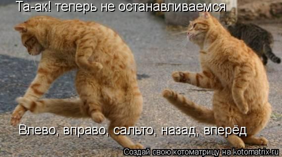 Котоматрица: Та-ак! теперь не останавливаемся Влево, вправо, сальто, назад, вперёд