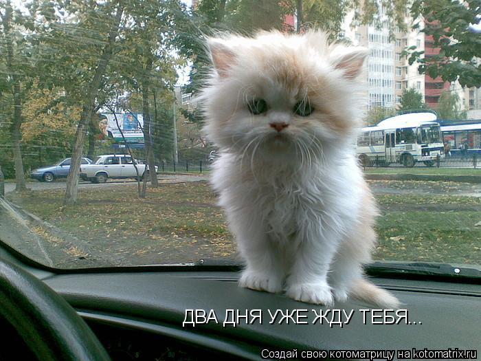 Котоматрица: ДВА ДНЯ УЖЕ ЖДУ ТЕБЯ...