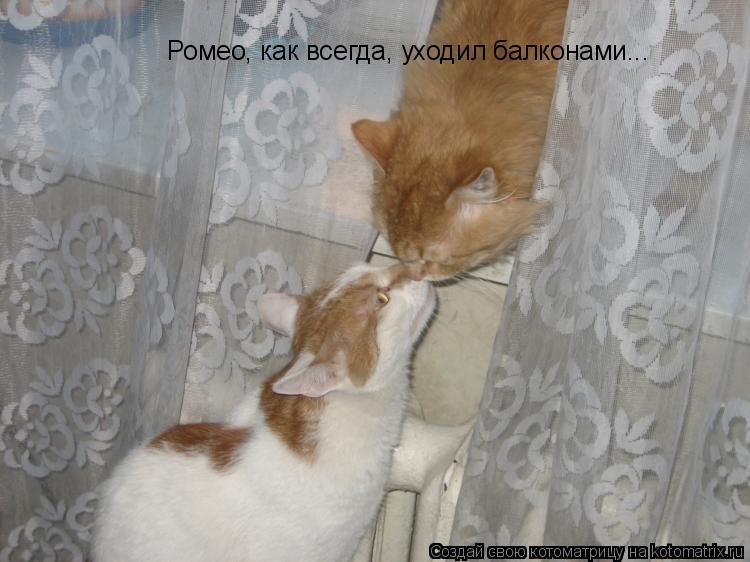 Ромео, как всегда, уходил балконами...... Котоматрица: Ромео, как всегда, уходил балконами...