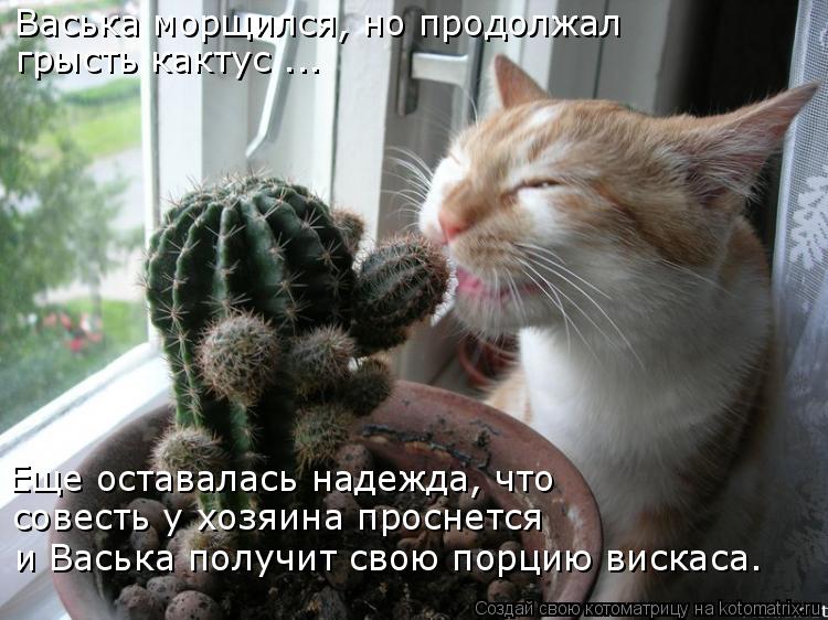 Васька морщился, но продолжал грысть кактус ... Еще оставалась надежда, что совесть у хозяина проснет... Котоматрица: Васька морщился, но продолжал грысть кактус ... Еще оставалась надежда, что совесть у хозяина проснется и Васька получит свою порцию вискас