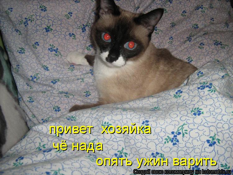 привет хозяйка чё нада опять ужин варить... Котоматрица: привет хозяйка чё нада опять ужин варить