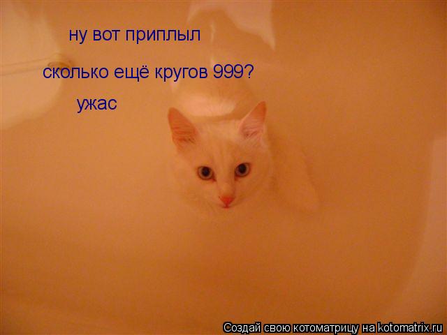 Котоматрица: ну вот приплыл сколько ещё кругов 999? ужас