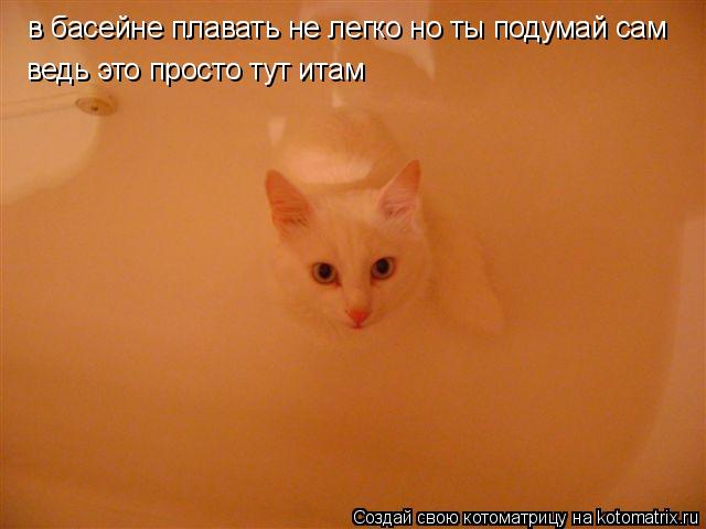 Котоматрица: в басейне плавать не легко но ты подумай сам  ведь это просто тут итам