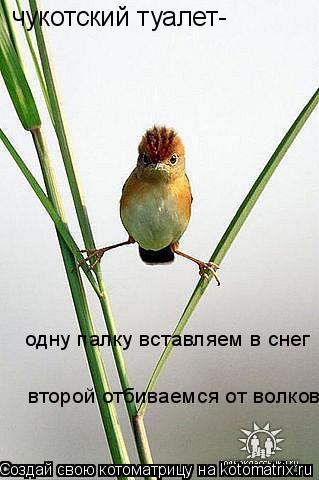 Котоматрица: чукотский туалет- одну палку вставляем в снег второй отбиваемся от волков