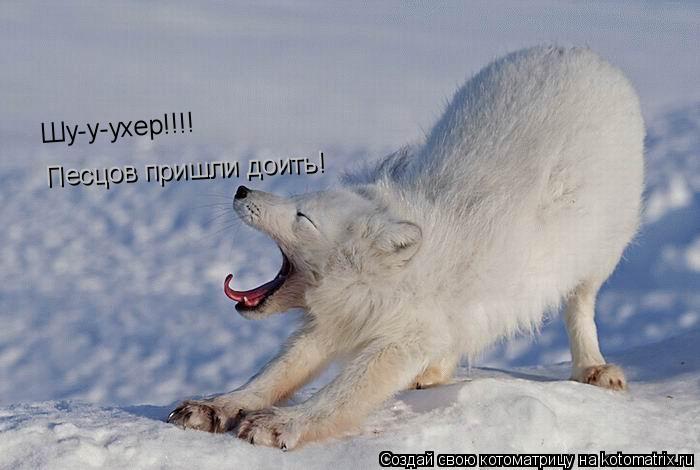 Шу-у-ухер!!!! Песцов пришли доить!... Котоматрица: Шу-у-ухер!!!! Песцов пришли доить!