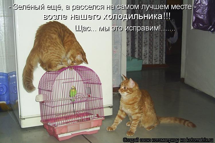 Котоматрица: - Зелёный ещё, а расселся на самом лучшем месте -   возле нашего холодильника!!! Щас... мы это исправим!.......
